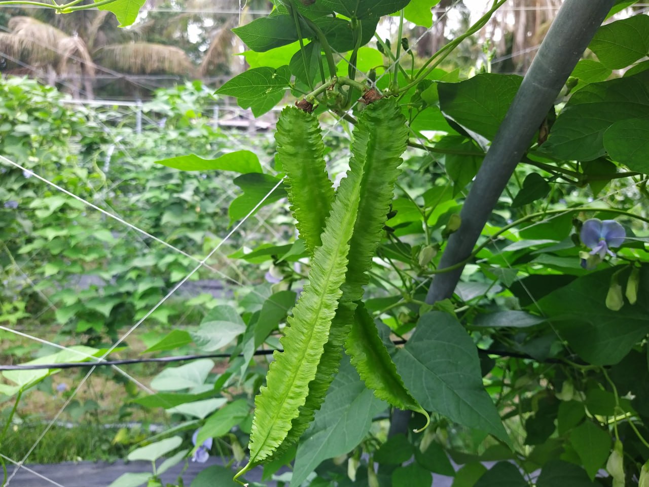 翼豆家常熱炒