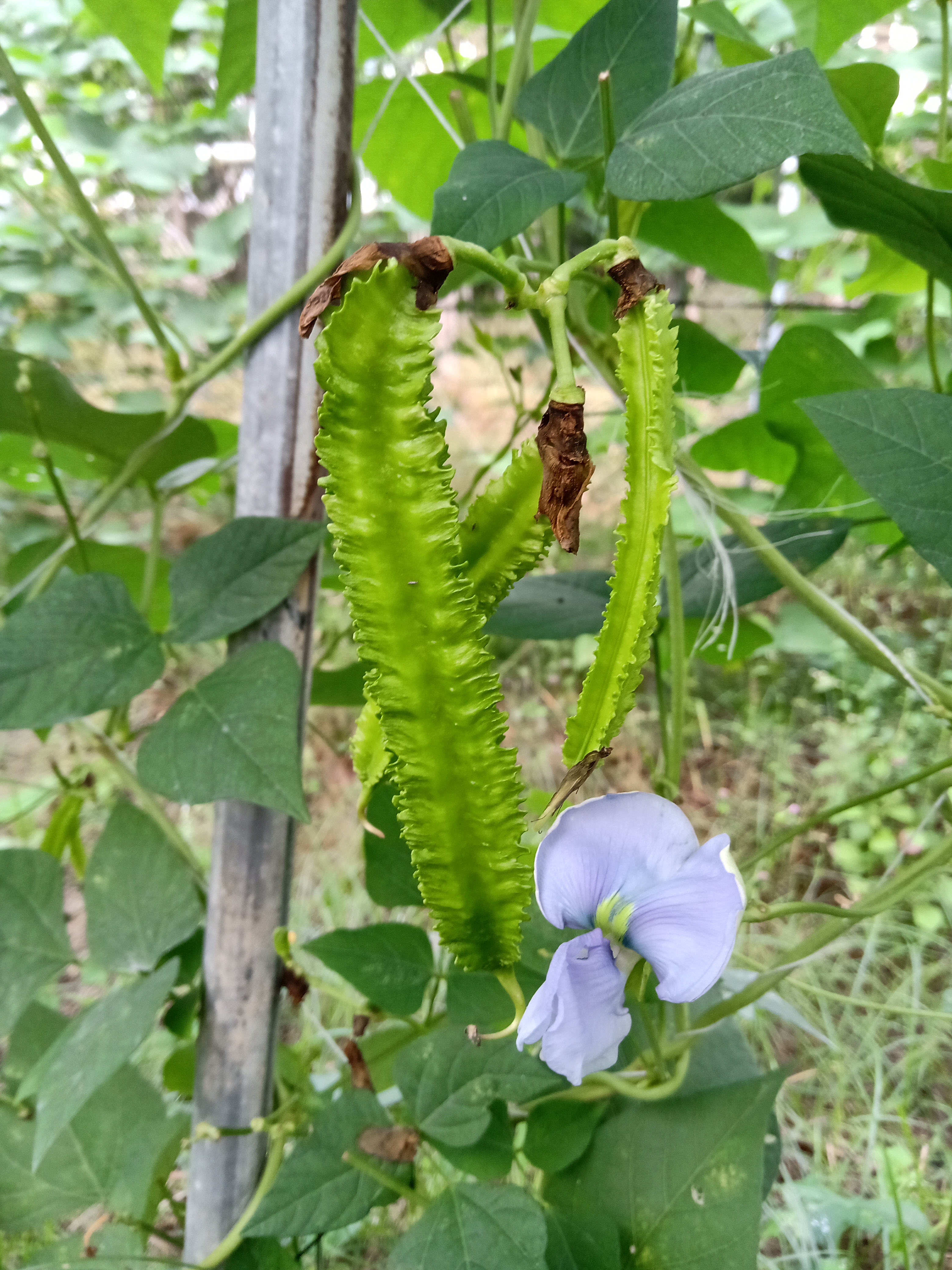 翼豆藤蔓與紫花