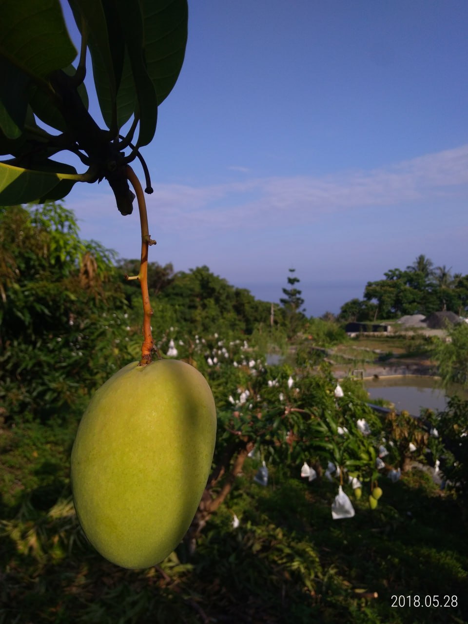 香水芒果果園